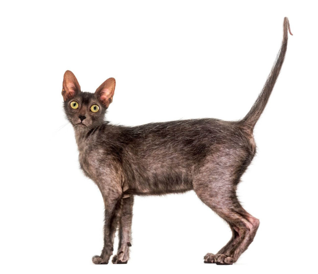 lykoi stoi