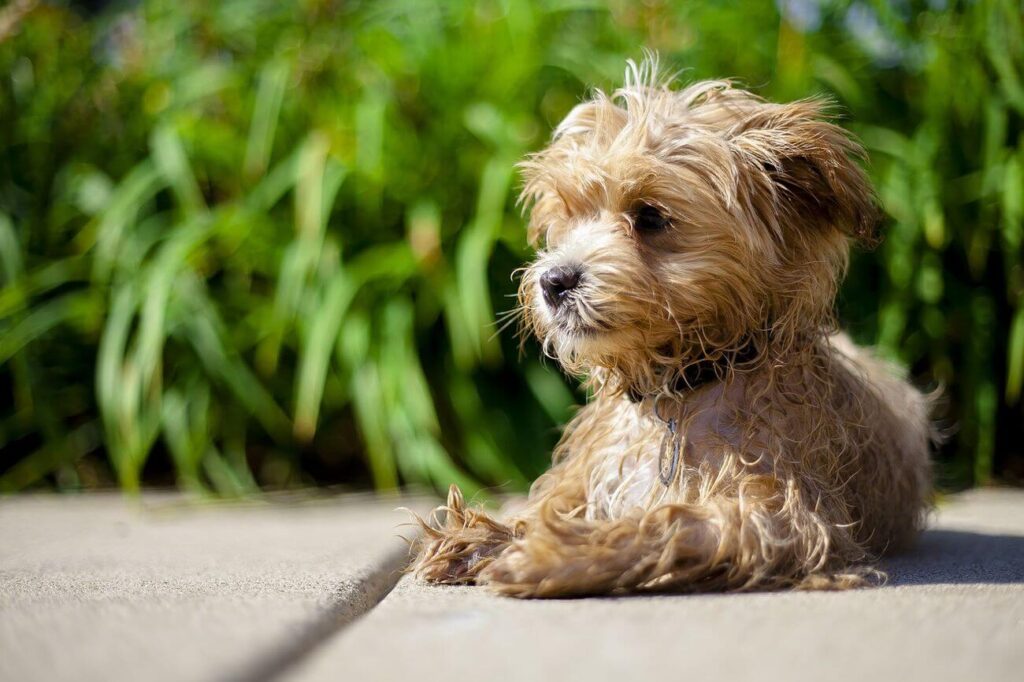 maltipoo na dworze