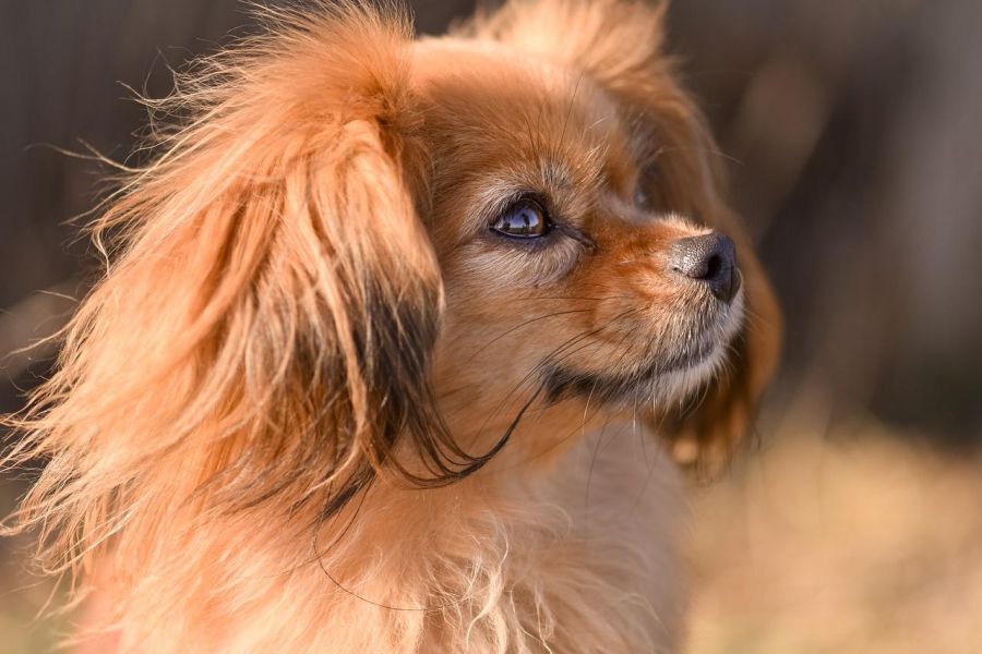 spaniel tybetański rudy patrzy w górę