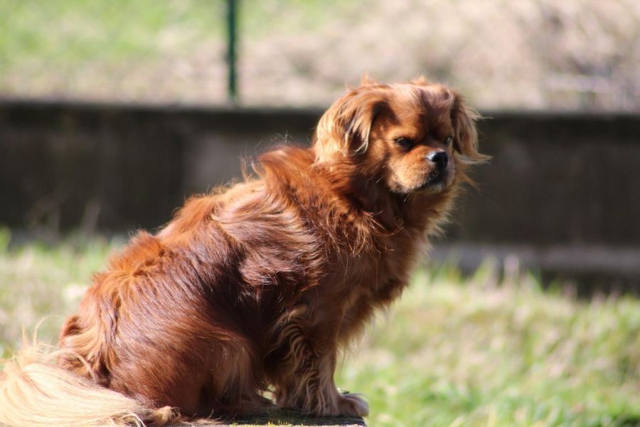 spaniel tybetański siedzi w ogrodzie