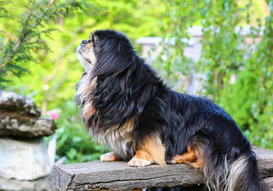 spaniel tybetański siedzi na ławce