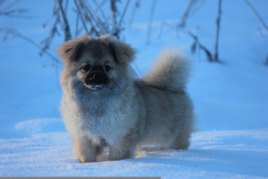 spaniel tybetański na śniegu