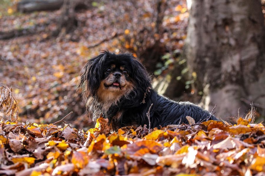 spaniel tybetański siedzi w liściach