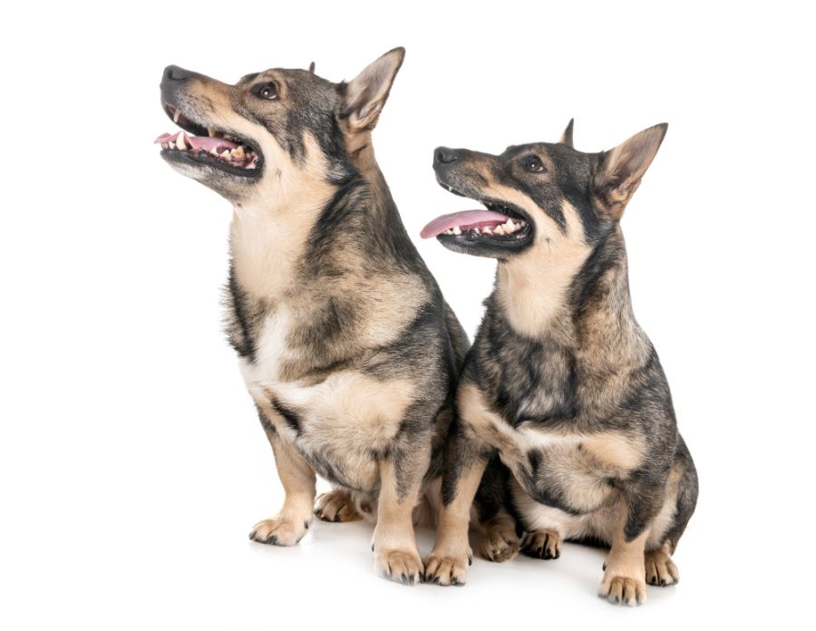 psy rasy szwedzki vallhund siedzą