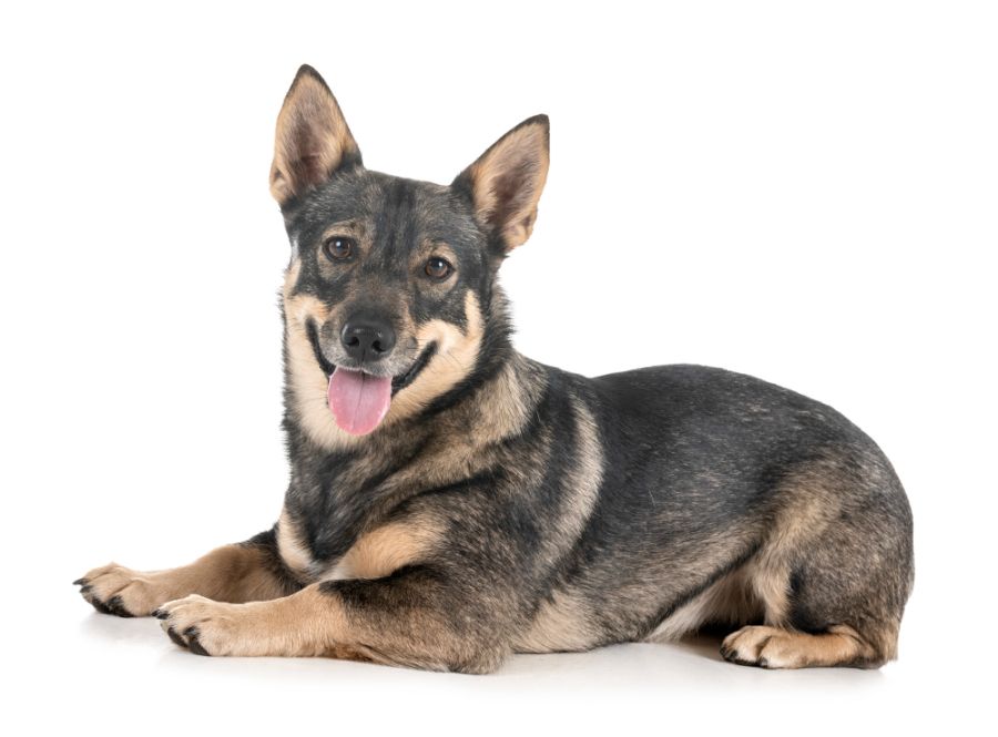 szwedzki vallhund leży na białym tle