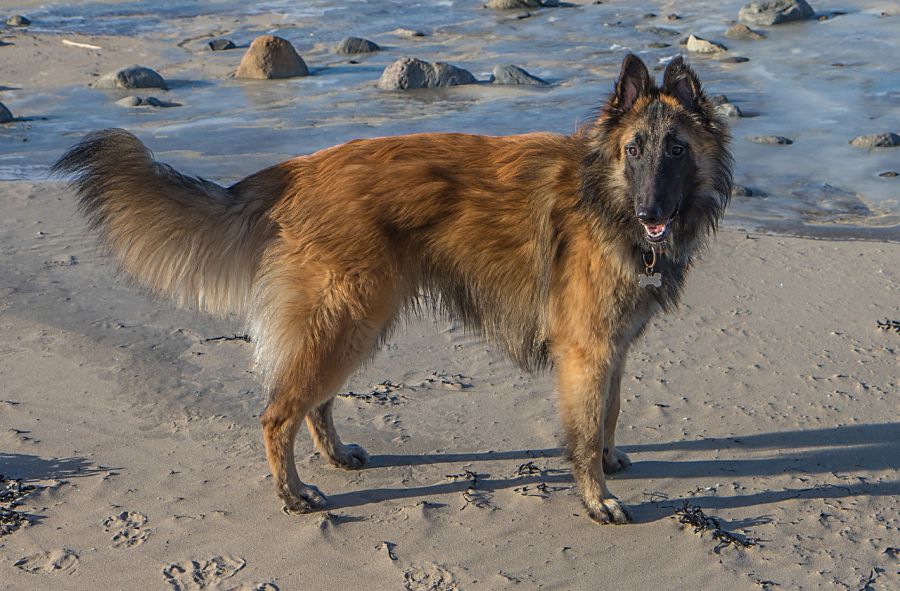 tervueren stoi na plaży