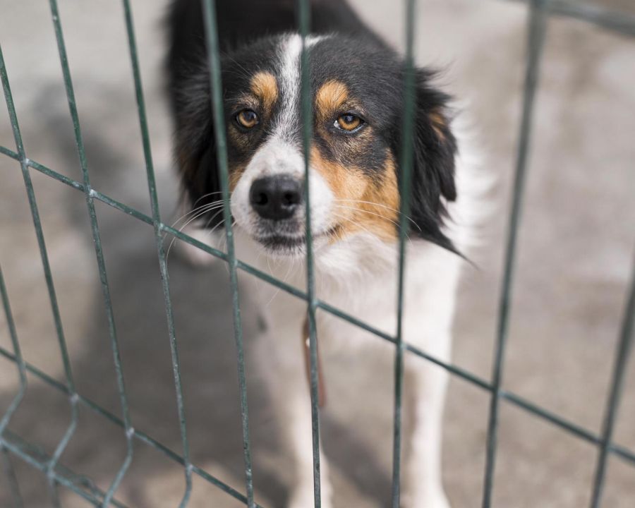 Adopcja psa – jak wygląda i jak się do niej przygotować? 2 adopcje psów kto może przygarnąć psy ze schroniska do adopcji