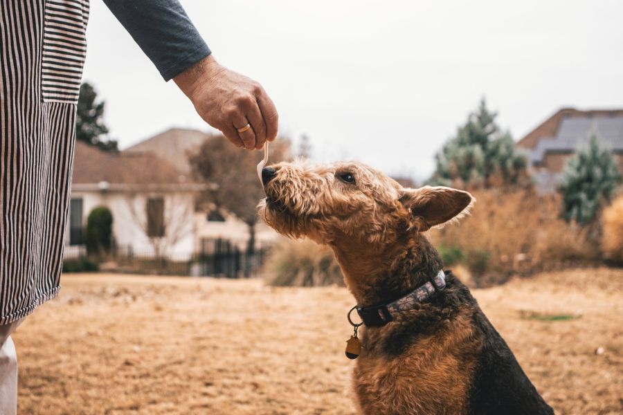 airedale terrier pies szkolony przez człowieka