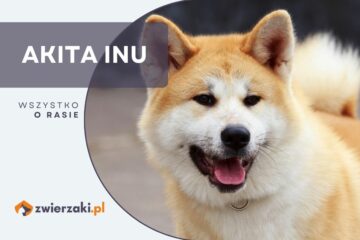 akita