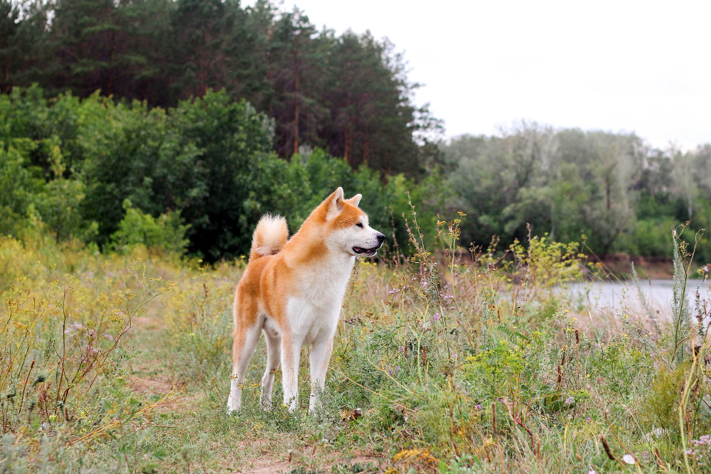 akita inu dorosly pies na spacerze