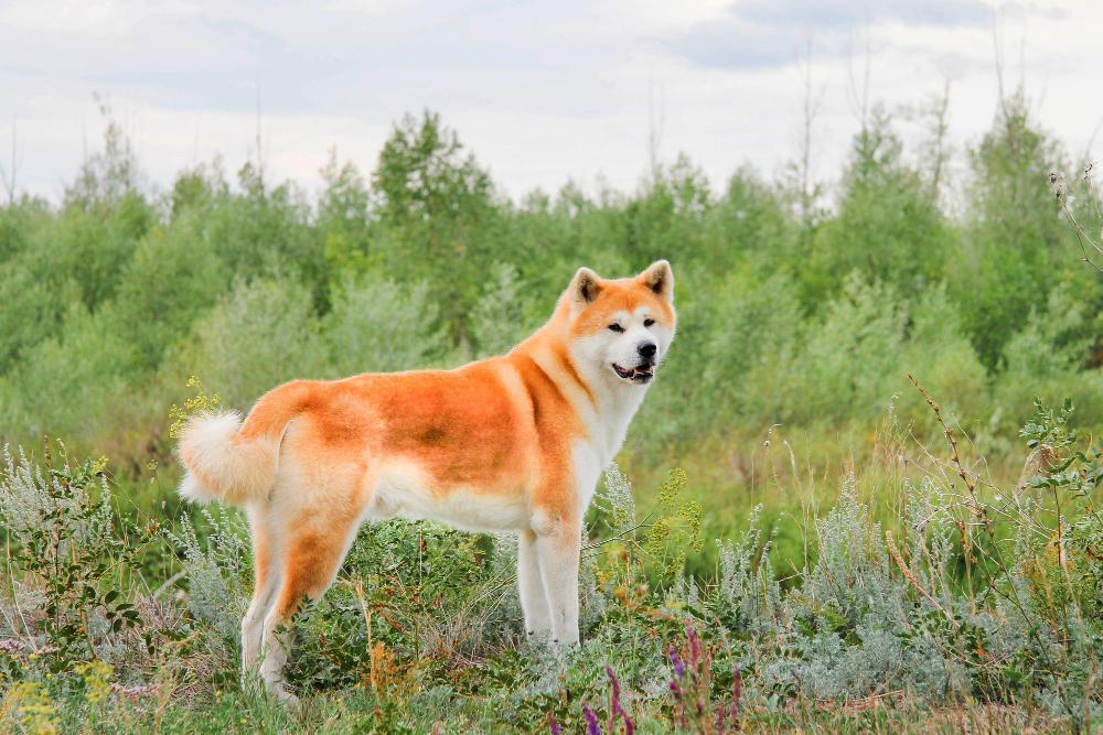 akita inu pies stoi w lesie