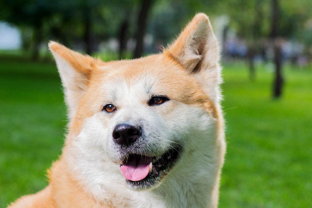 akita inu portret suczki