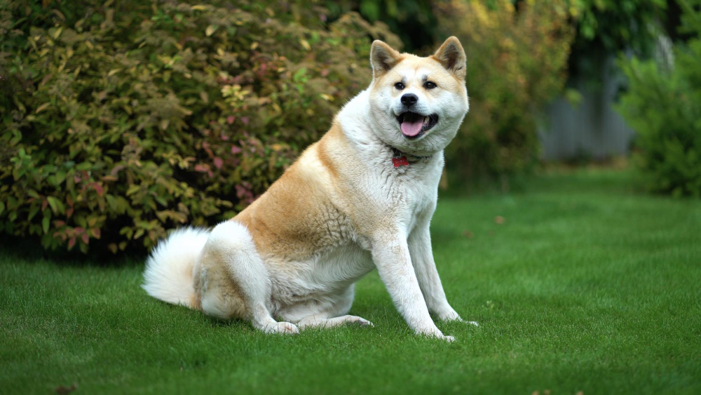 akita inu starszy pies na trawniku