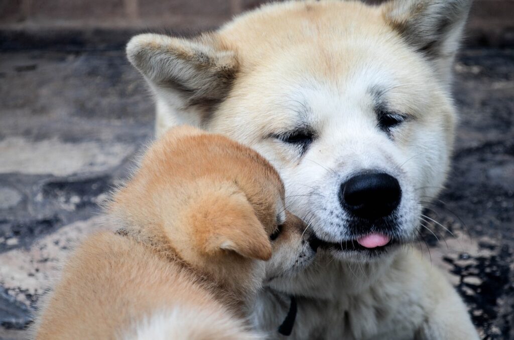 akita inu szczeniak i dorosly pies