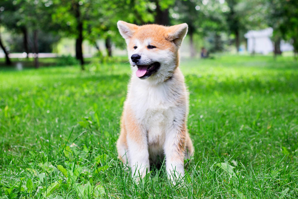 akita inu szczeniak siedzi na lace