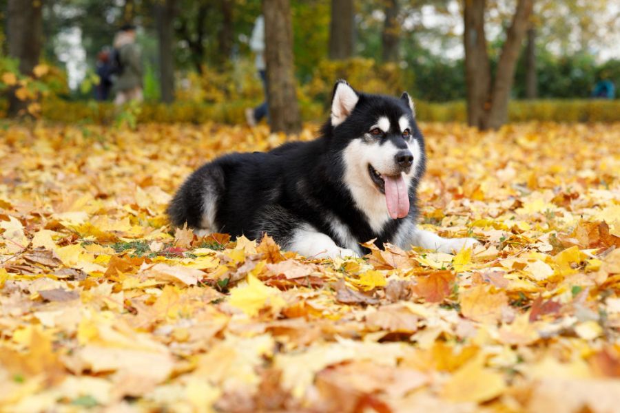 alaskan malamute czarny pies leży na liściach