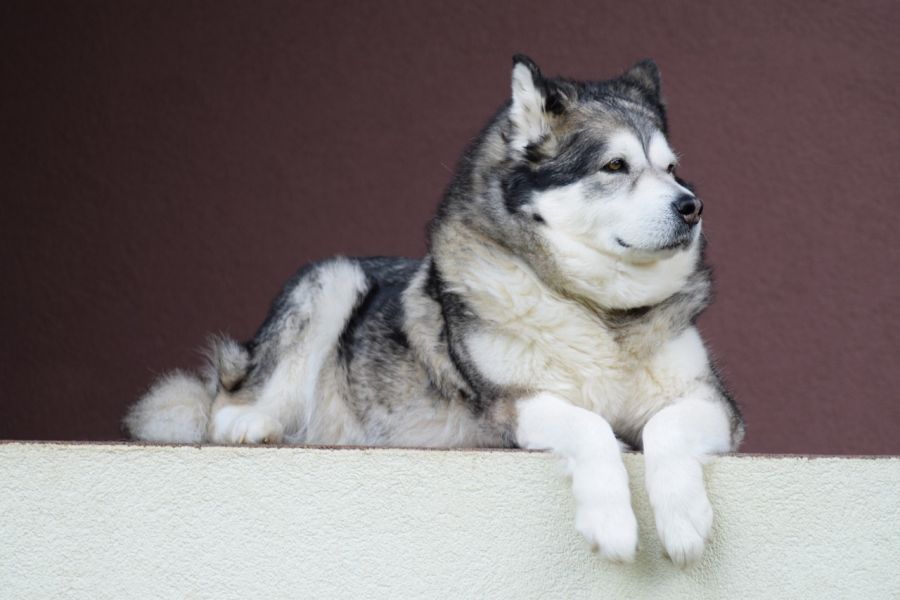 alaskan malamute szary pies leży na podeście