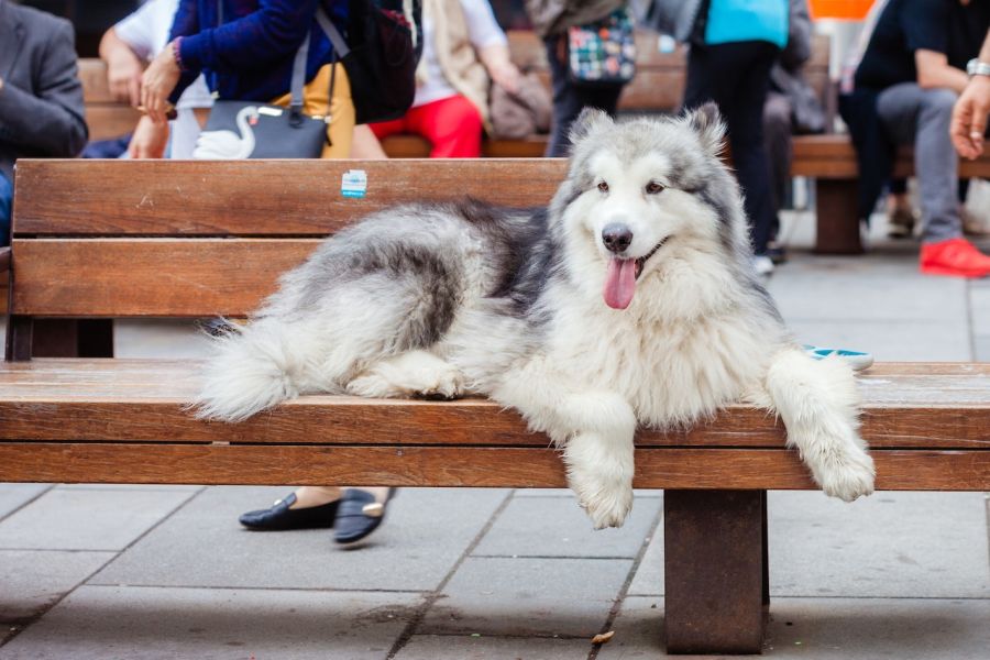 alaskan malamute szary pies na ławce leży