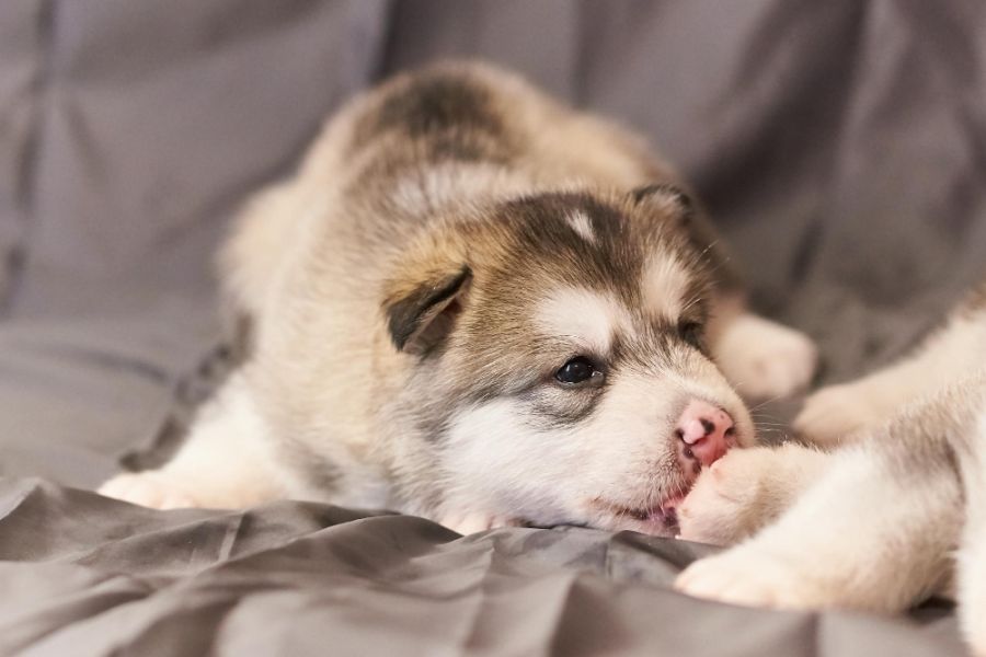 alaskan malamute szczeniak liże innego szczeniaka