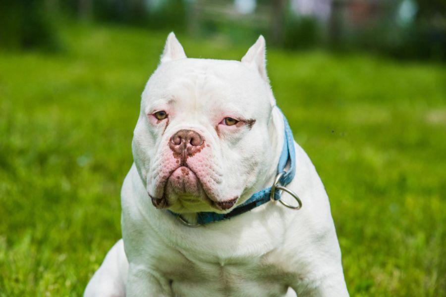 american bully biały pies na łące