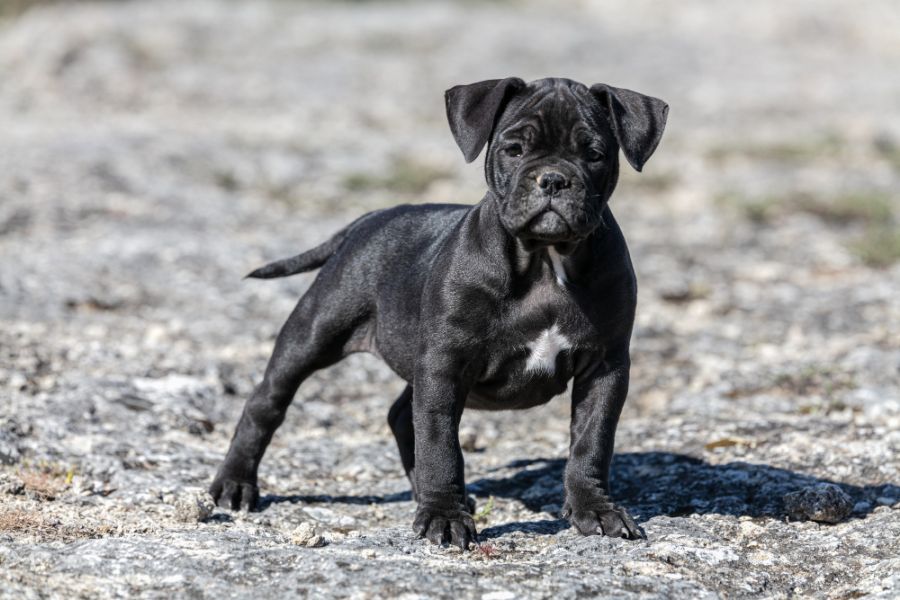 american bully szczeniak czarny na asfalcie