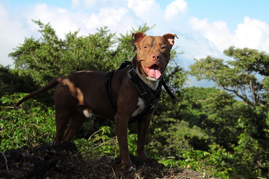 amerykański pitbulterier w lesie