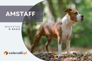 amstaff