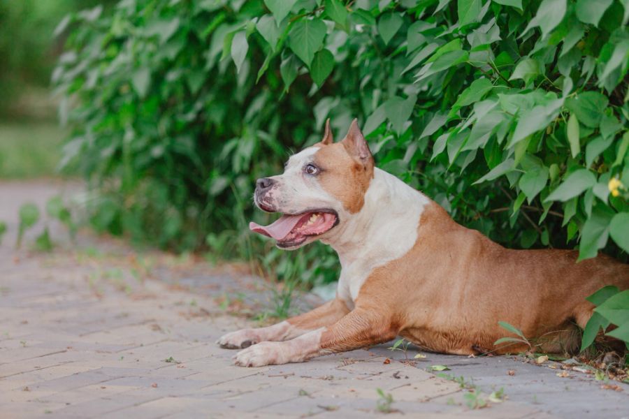 amstaff zmęczony pies zieje i leży w krzakach