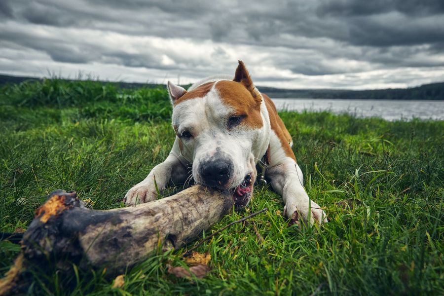 amstaff pies gryzie patyk