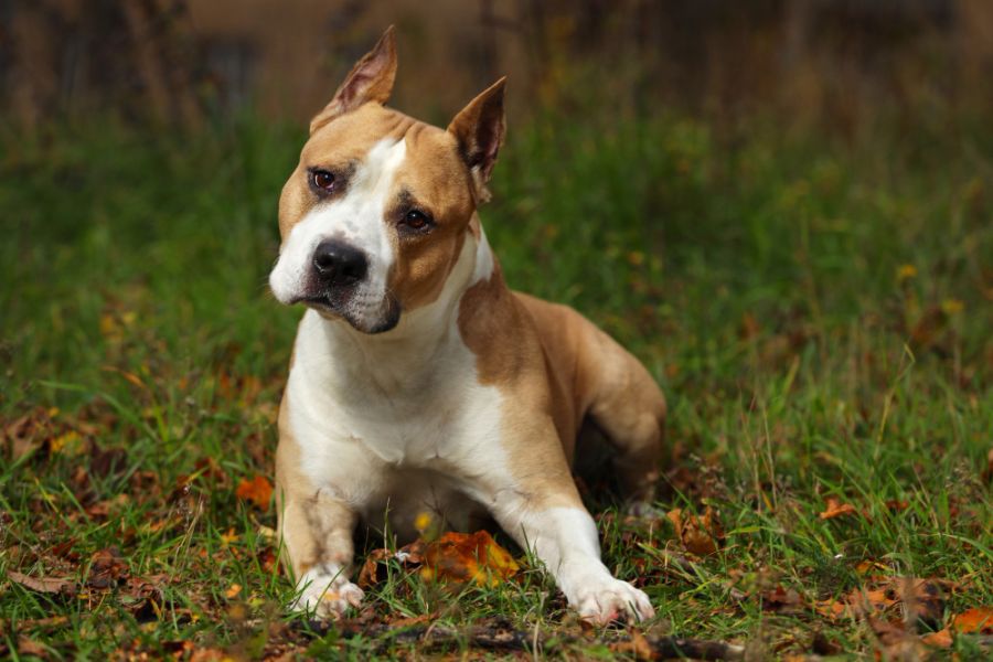 amstaff pies leży na trawie i patrzy w obiektyw