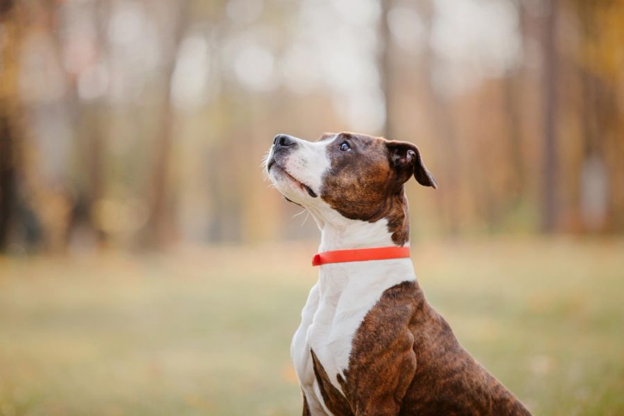 amstaff pies siedzi i patrzy w opiekuna