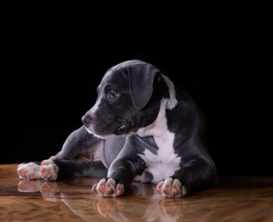 amstaff szczeniak leży na podłodze