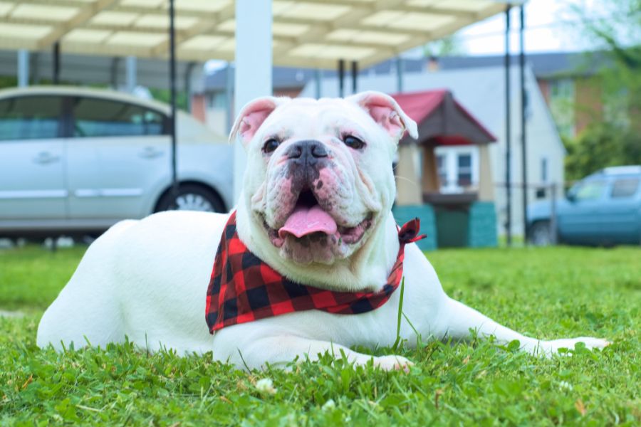 australian bulldog leży na trawie