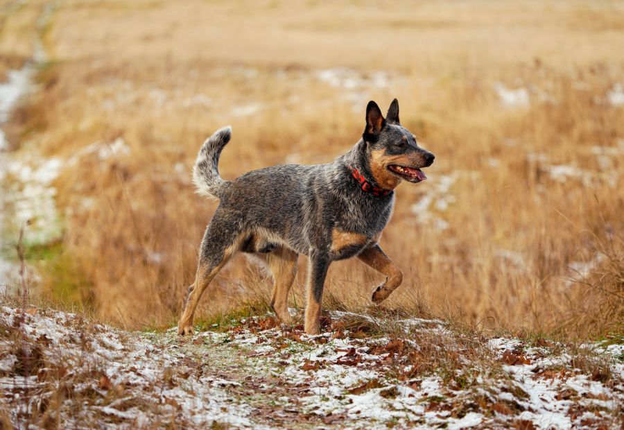 australian cattle dog idzie po polu