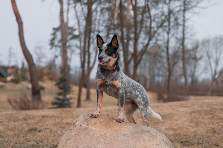 australian cattle dog stoi na skale