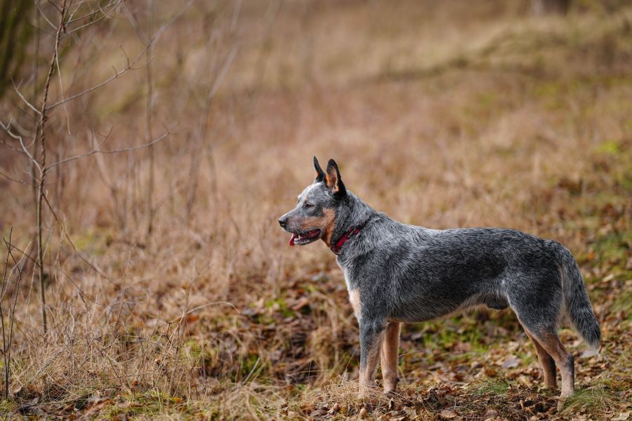 australian cattle dog stoi bokiem