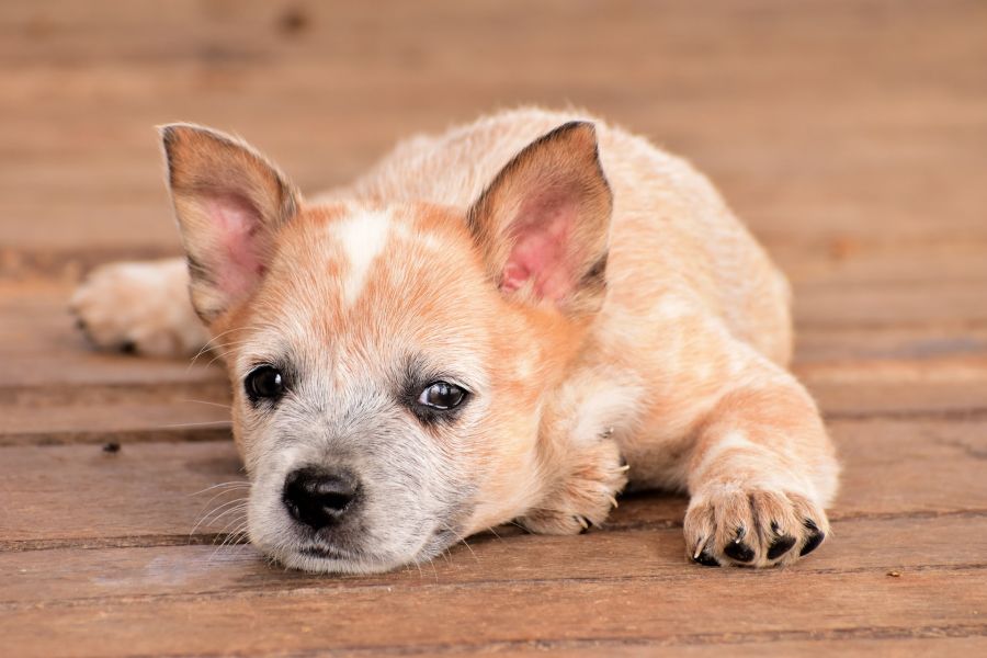 australian cattle dog szczeniak leży