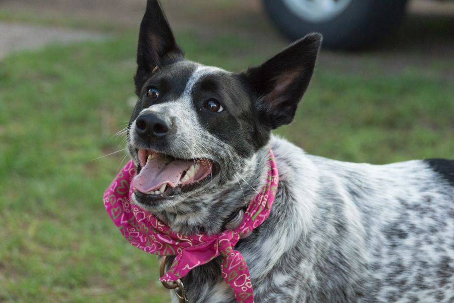 australian cattle dog w chustce