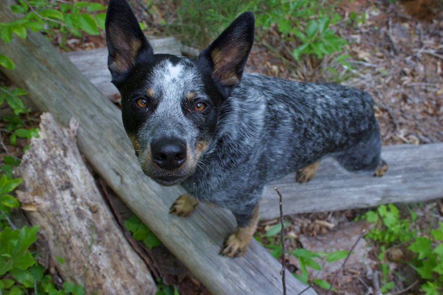 australian cattle dog patrzy w obiektyw