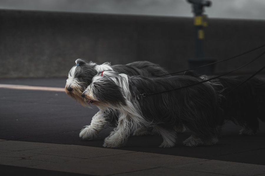 bearded collie dwa wystawowe psy