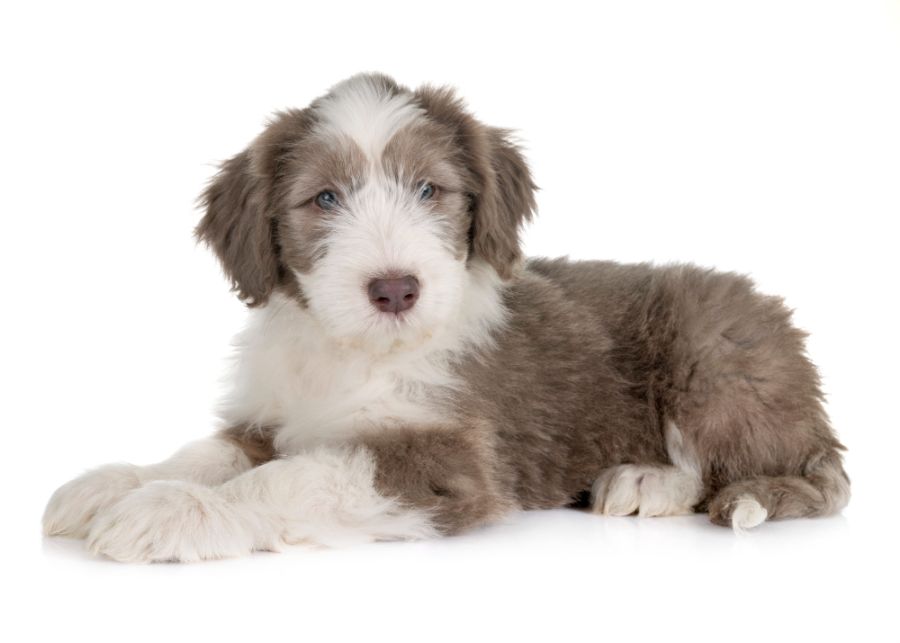 bearded collie szczeniak leży na białym tle
