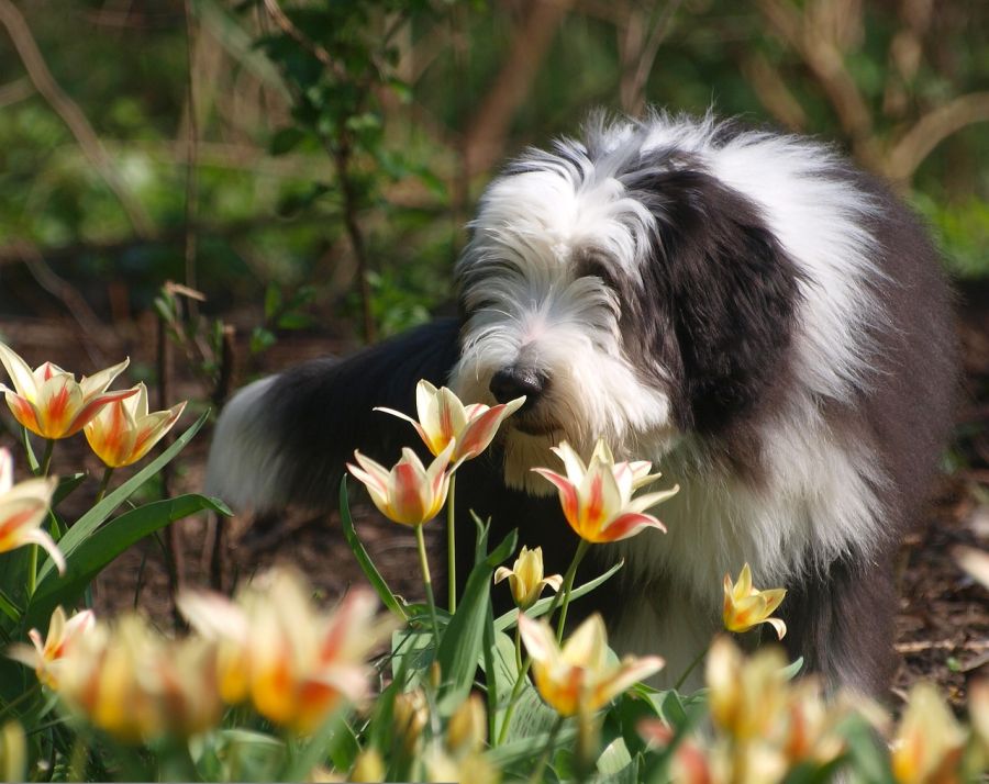 bearded collie leży w ogrodzie
