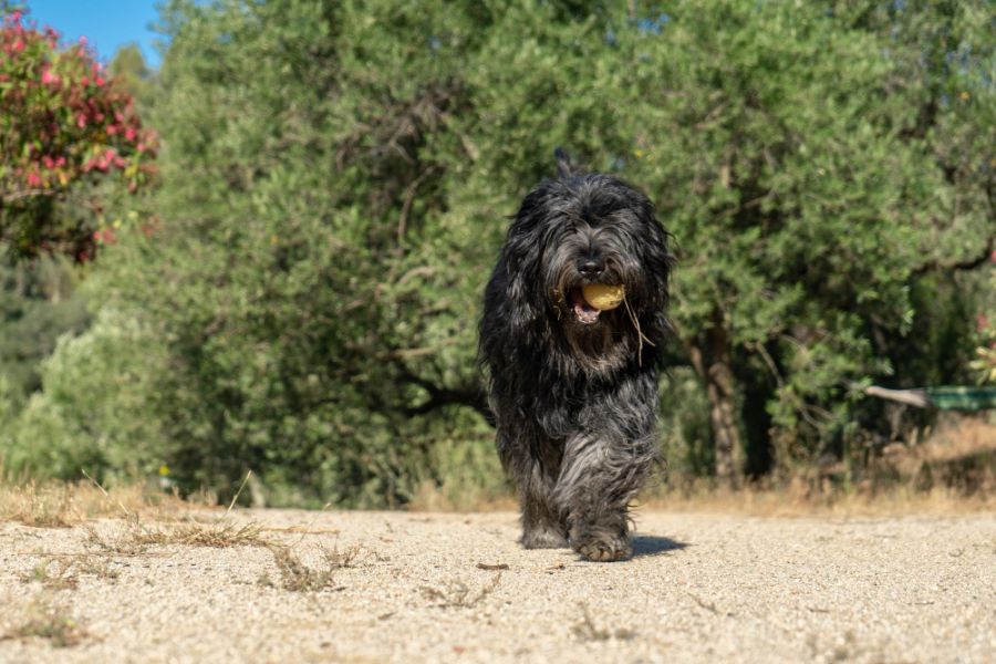 bergamasco biegnie z piłką