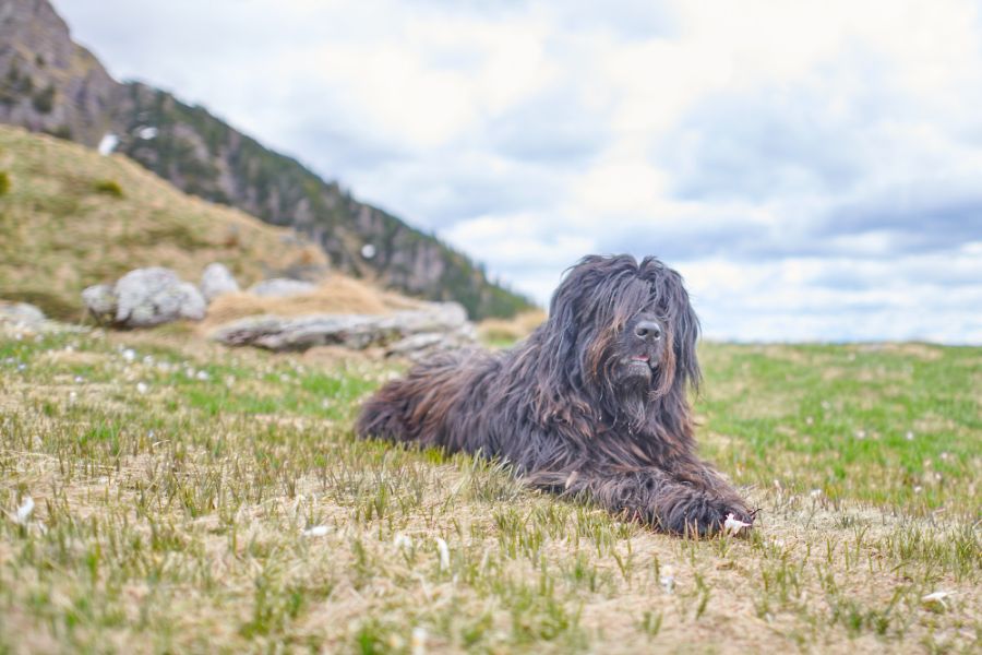 bergamasco leży na tle gór
