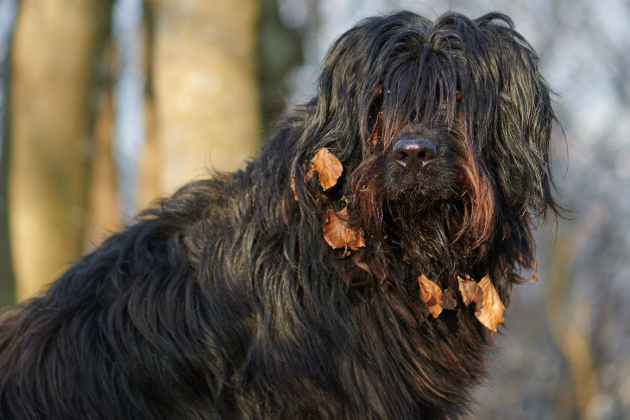 bergamasco z liśćmi w brodzie