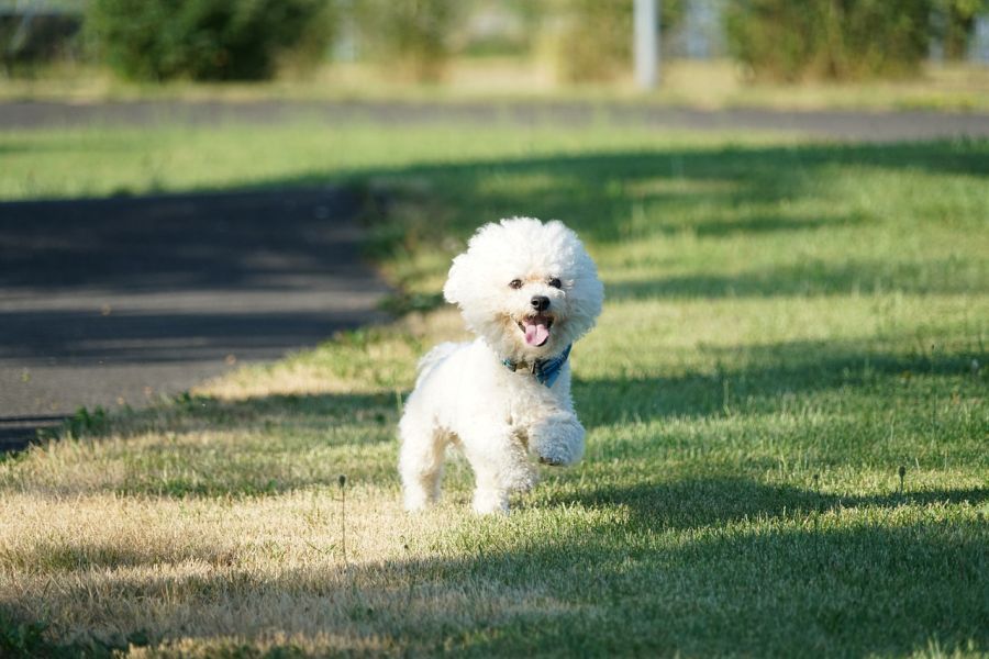 bichon frise biegnie po trawniku