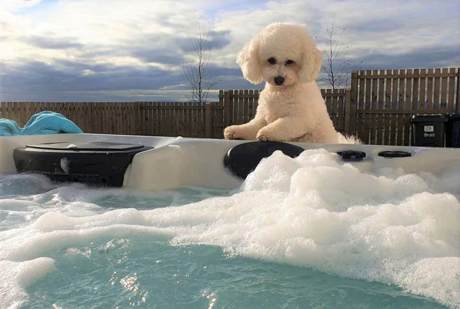 bichon frise nad jacuzzi