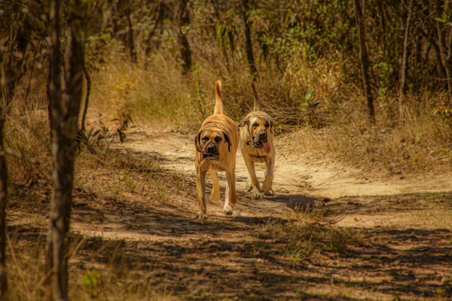 boerboel dwa psy biegną w buszu