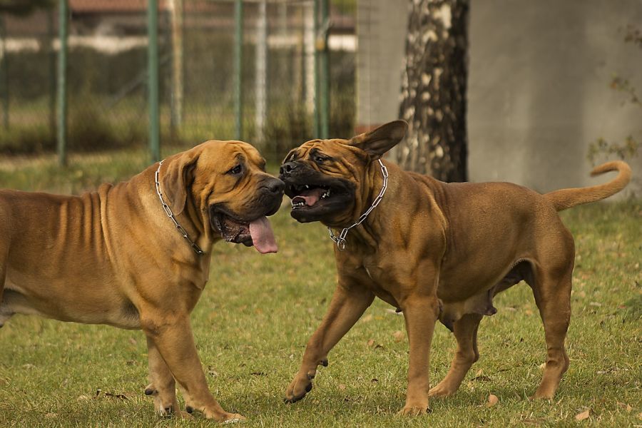 boerboel pies i suka się bawią