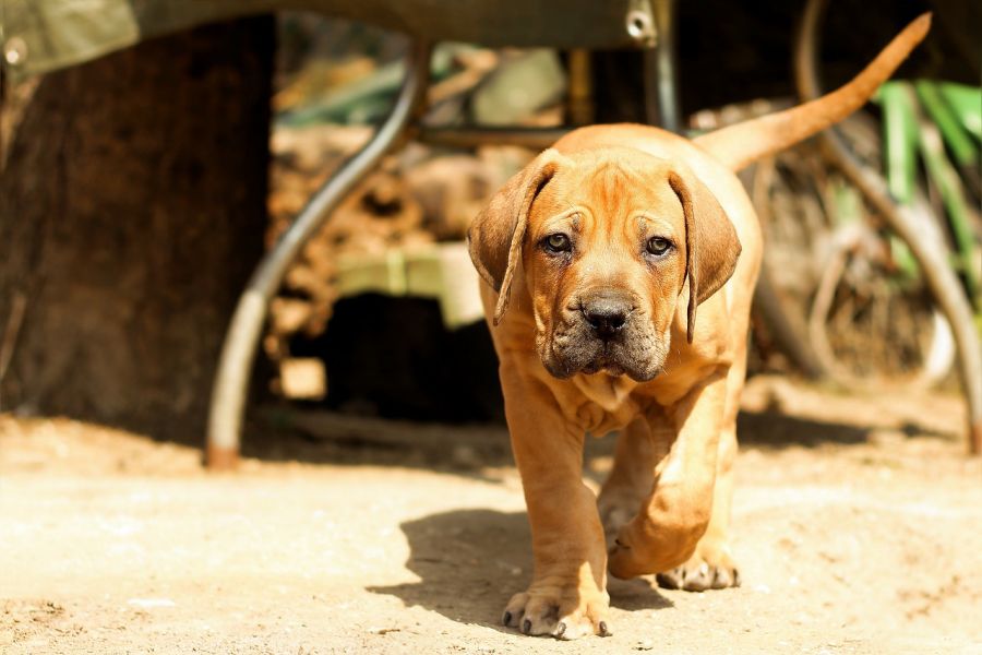 boerboel szczeniak idzie po piasku